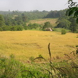 Banlung - rice fields